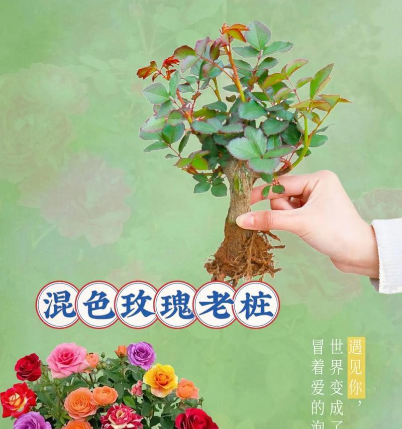 详解玫瑰品种：探寻绚丽多彩的常见玫瑰有哪些？