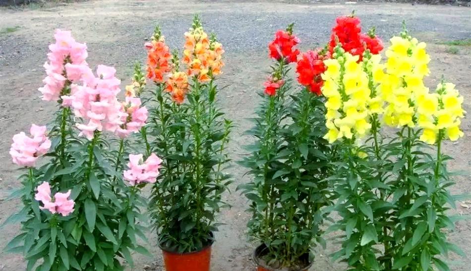 金鱼草养护指南：如何进行有效的金鱼草养护？