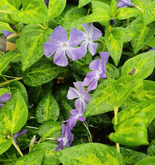 常青藤的花语是什么？常青藤有哪些寓意？