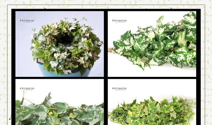 常青藤的花语是什么？常青藤有哪些寓意？