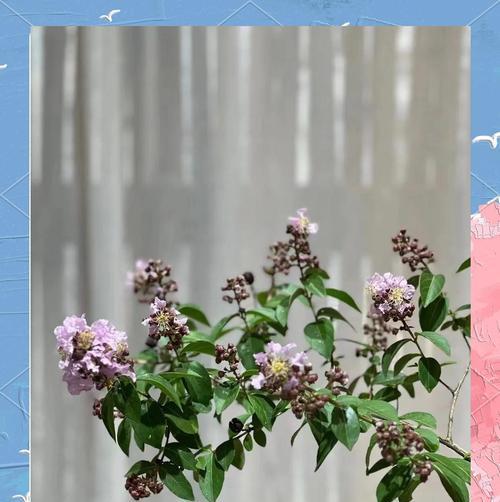紫薇种子繁殖好还是扦插好？哪种繁殖方式更适合紫薇？