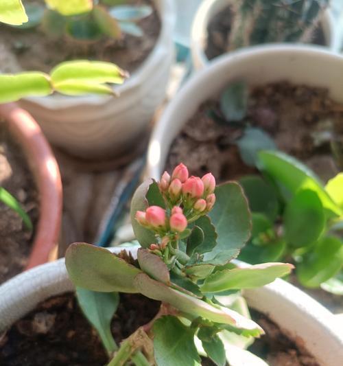 长寿花几月份长花苞？长寿花的花苞生长密码是什么？