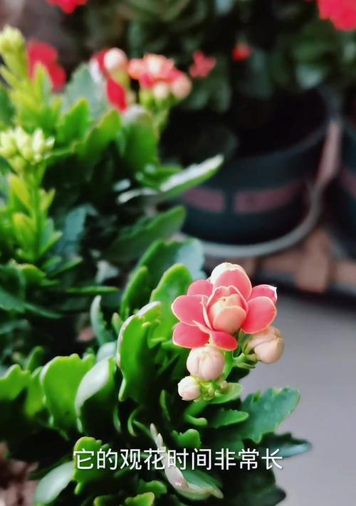 长寿花几月份长花苞？长寿花的花苞生长密码是什么？