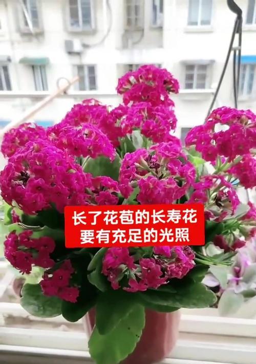 长寿花几月份长花苞？长寿花的花苞生长密码是什么？
