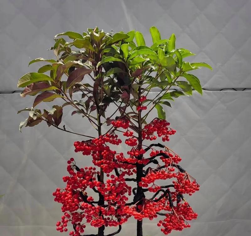 6种花镇宅旺运耐旱好养：哪些花适合家中养护？