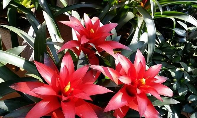 6种花镇宅旺运耐旱好养：哪些花适合家中养护？