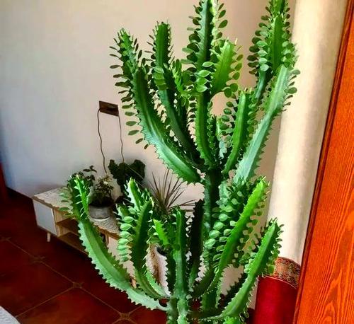 6种花镇宅旺运耐旱好养：哪些花适合家中养护？