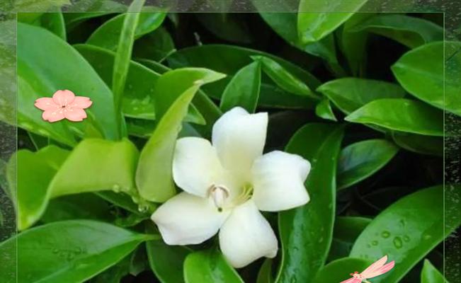 非洲茉莉怎么养才开花？非洲茉莉的养护技巧有哪些？
