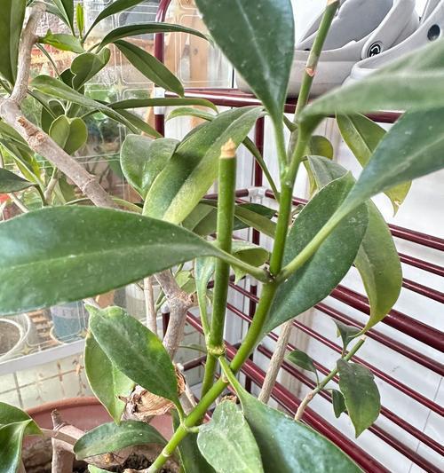 非洲茉莉怎么养才开花？非洲茉莉的养护技巧有哪些？