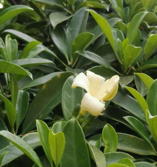 非洲茉莉怎么养才开花？非洲茉莉的养护技巧有哪些？