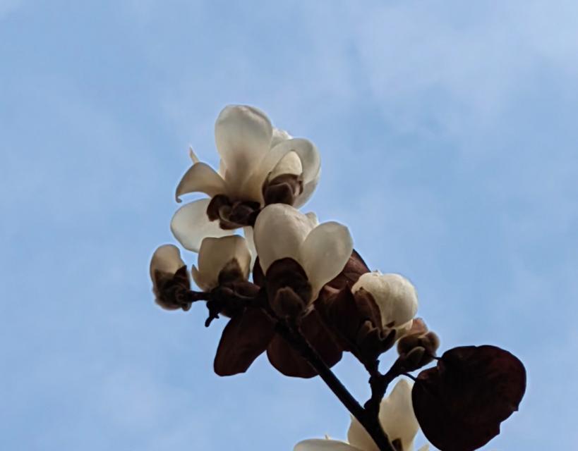 从洁白到深紫春日玉兰花：如何欣赏玉兰花的多彩风采？