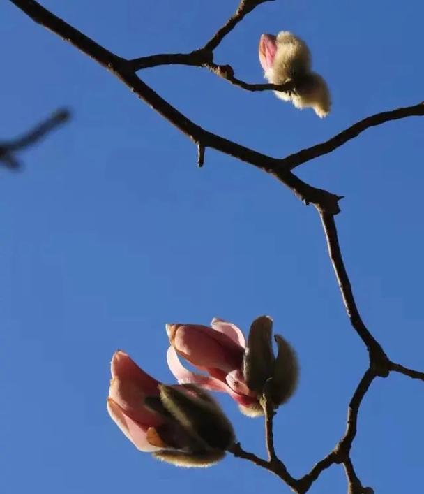 从洁白到深紫春日玉兰花：如何欣赏玉兰花的多彩风采？