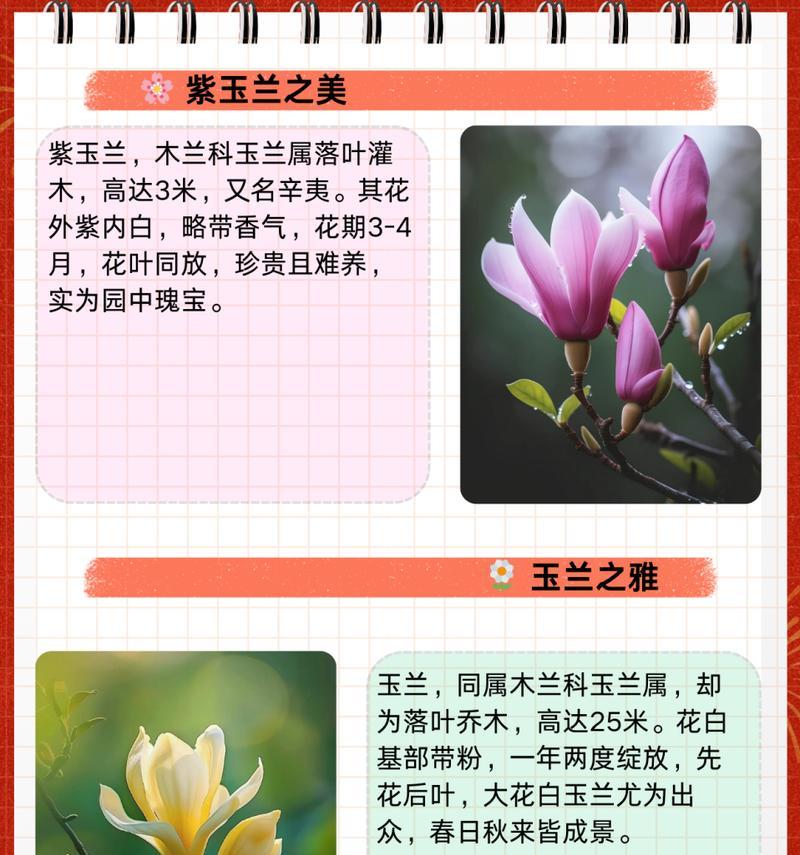 从洁白到深紫春日玉兰花：如何欣赏玉兰花的多彩风采？