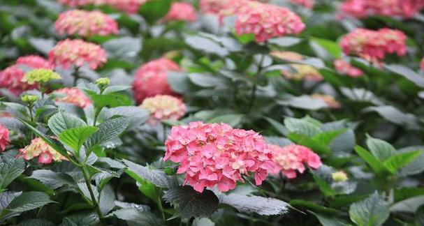 花毛茛开花时间解析：花毛茛的开花周期是怎样的？