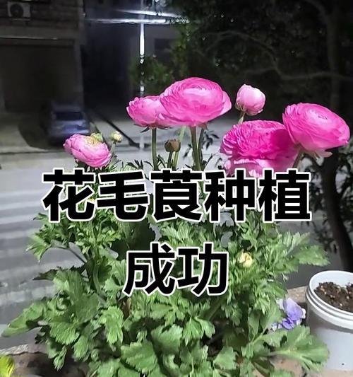 花毛茛开花时间解析：花毛茛的开花周期是怎样的？
