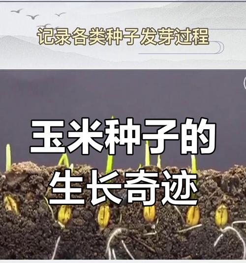 玉米种子催芽五种方法与种植管理全解析：如何有效催芽？