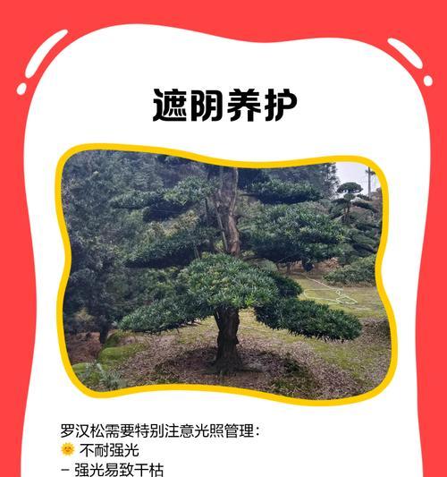罗汉松简介与养护指南：罗汉松的养护要点有哪些？