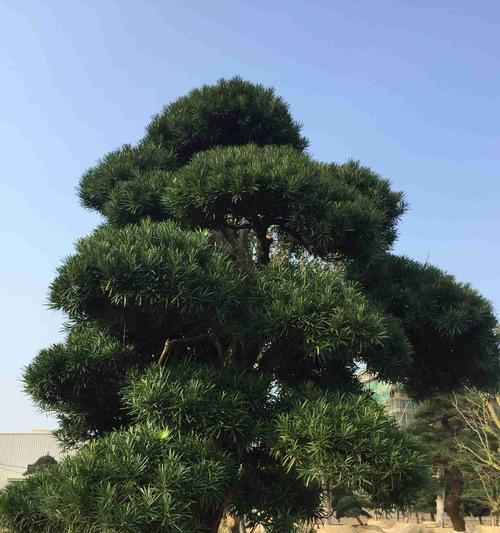 罗汉松简介与养护指南：罗汉松的养护要点有哪些？