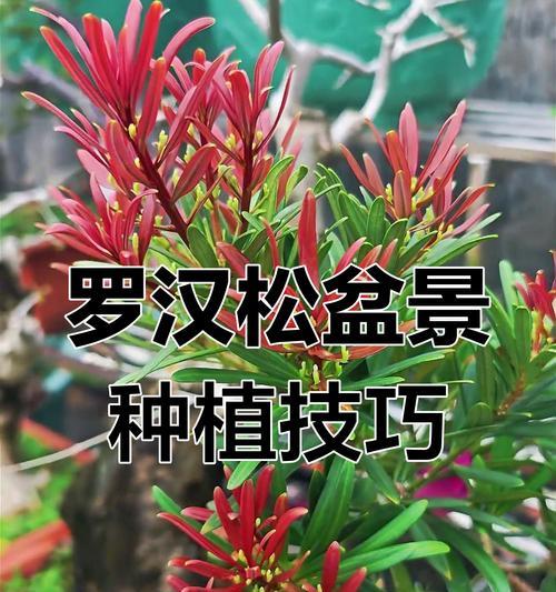 罗汉松简介与养护指南：罗汉松的养护要点有哪些？
