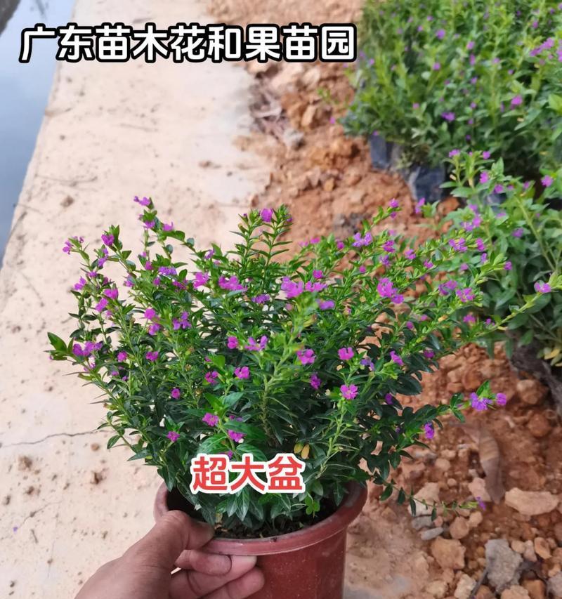 满天星品种盘点：满天星有哪些不同的品种？