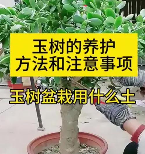玉树养护详解：从特性到修剪技巧有哪些？