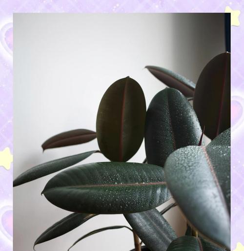 家中橡皮树养护指南：植物特征与生长习性全解析如何进行？