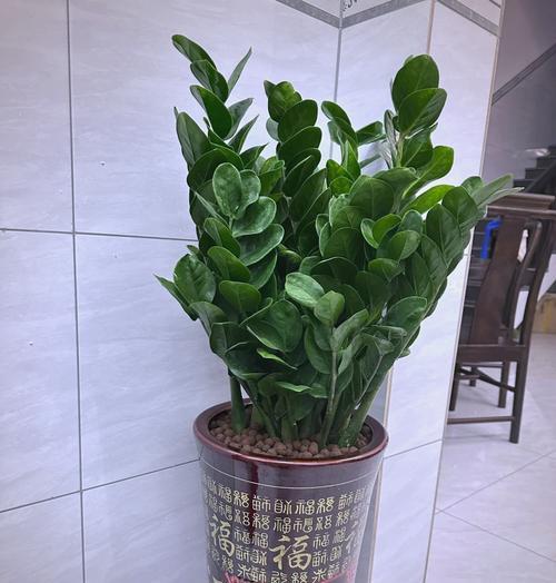家里种哪些树能带来吉祥和富贵？