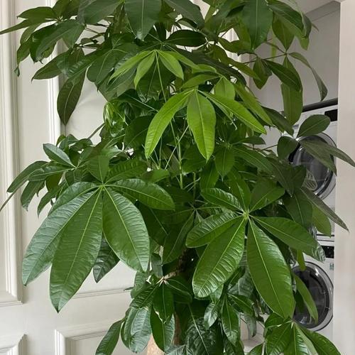 家里种哪些树能带来吉祥和富贵？