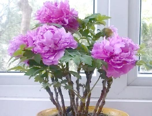 家里种哪些树能带来吉祥和富贵？
