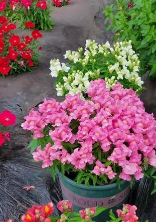 金鱼草何时开花？5月至5月均有可能吗？