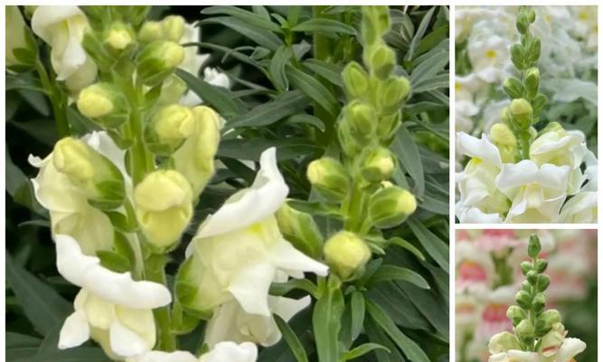 金鱼草何时开花？5月至5月均有可能吗？