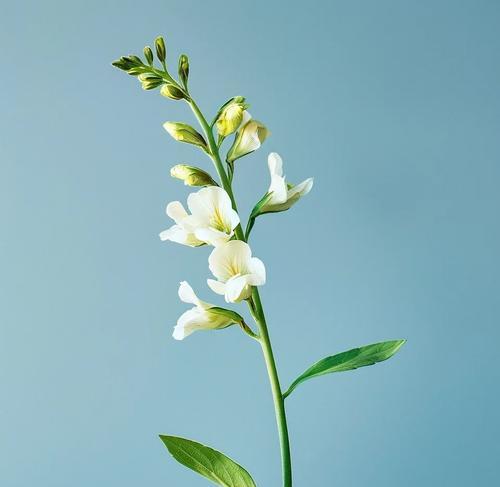 金鱼草何时开花？5月至5月均有可能吗？