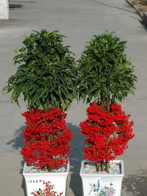 如何摆放花卉鸿运当头以招财进宝？