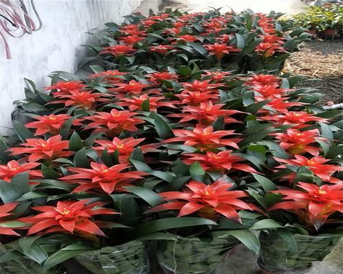 如何摆放花卉鸿运当头以招财进宝？