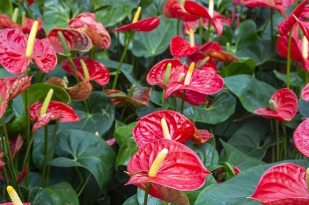 红掌花应该如何养护才能保持鲜艳？
