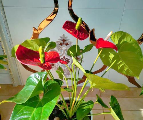 红掌花应该如何养护才能保持鲜艳？