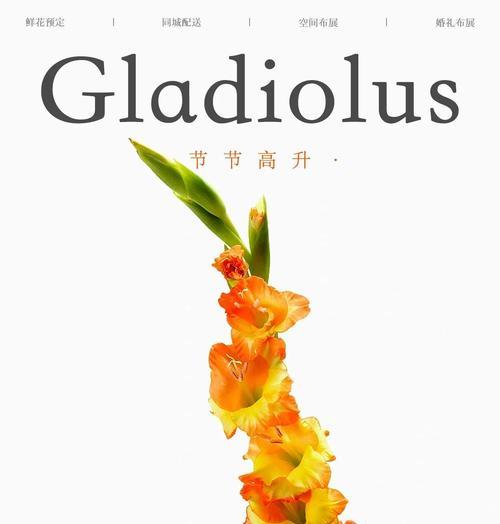 唐菖蒲花期短怎么办？如何延长？