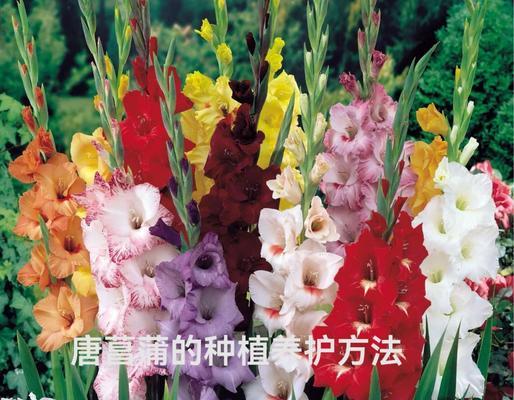唐菖蒲花期短怎么办？如何延长？