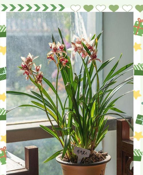 唐菖蒲花期短怎么办？如何延长？