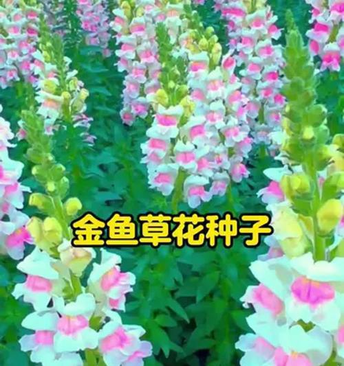 金鱼草种子的发芽率是多少？