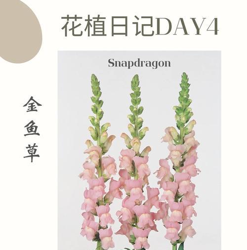金鱼草种子的发芽率是多少？