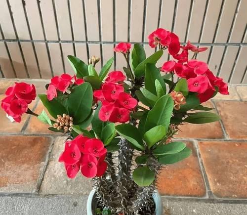 哪些植物被称为“不死花”？如何养护？