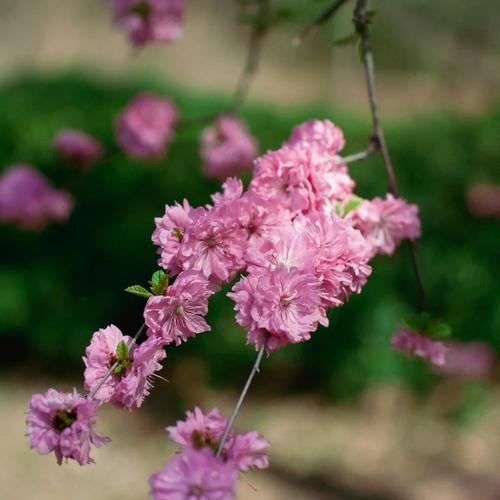 榆叶梅开花有什么特别含义吗？
