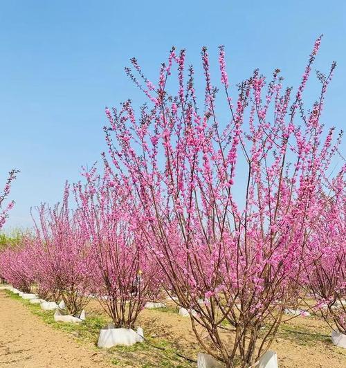 榆叶梅开花有什么特别含义吗？