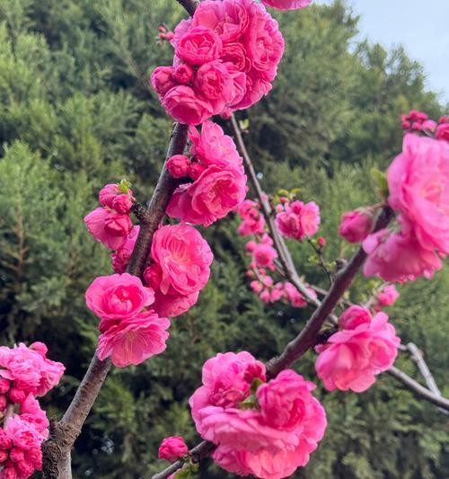 榆叶梅开花有什么特别含义吗？