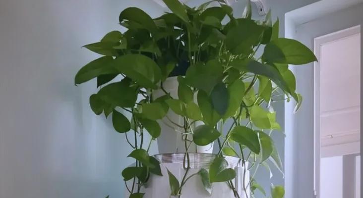 哪些植物对儿童有害不宜室内摆放？