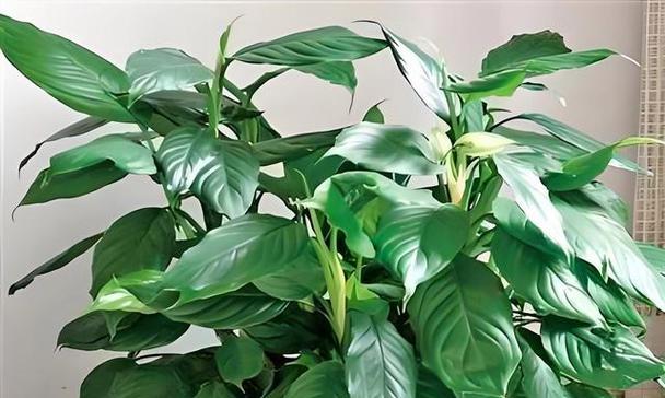 万年青适合什么样的生长环境？