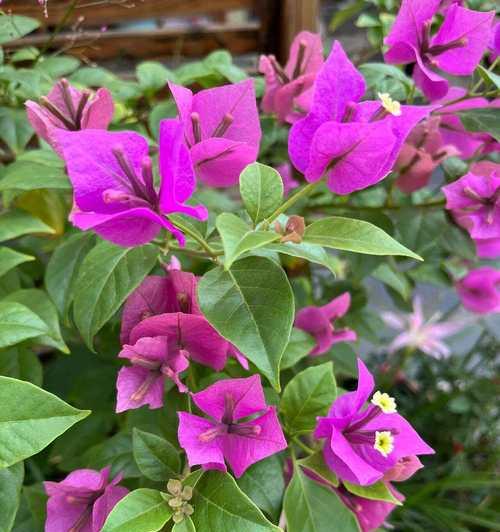 叶子花和三角花是叶子还是花？它们有何特点？