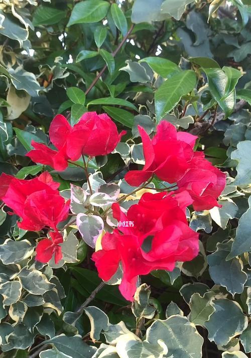 叶子花和三角花是叶子还是花？它们有何特点？