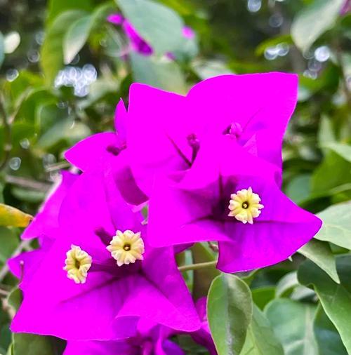 叶子花和三角花是叶子还是花？它们有何特点？